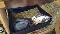 Schweizer Schecken Kaninchen zu verkaufen
