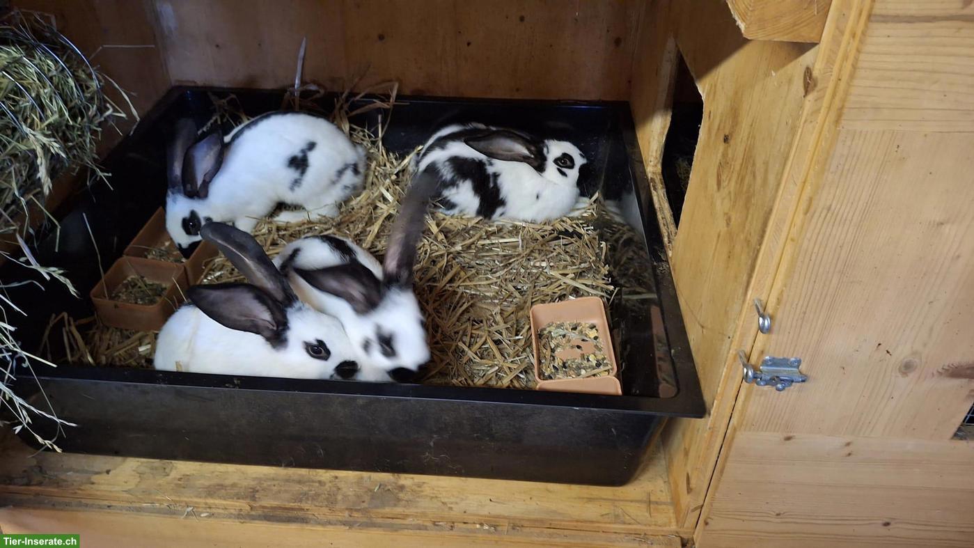 Bild 2: Schweizer Schecken Kaninchen zu verkaufen