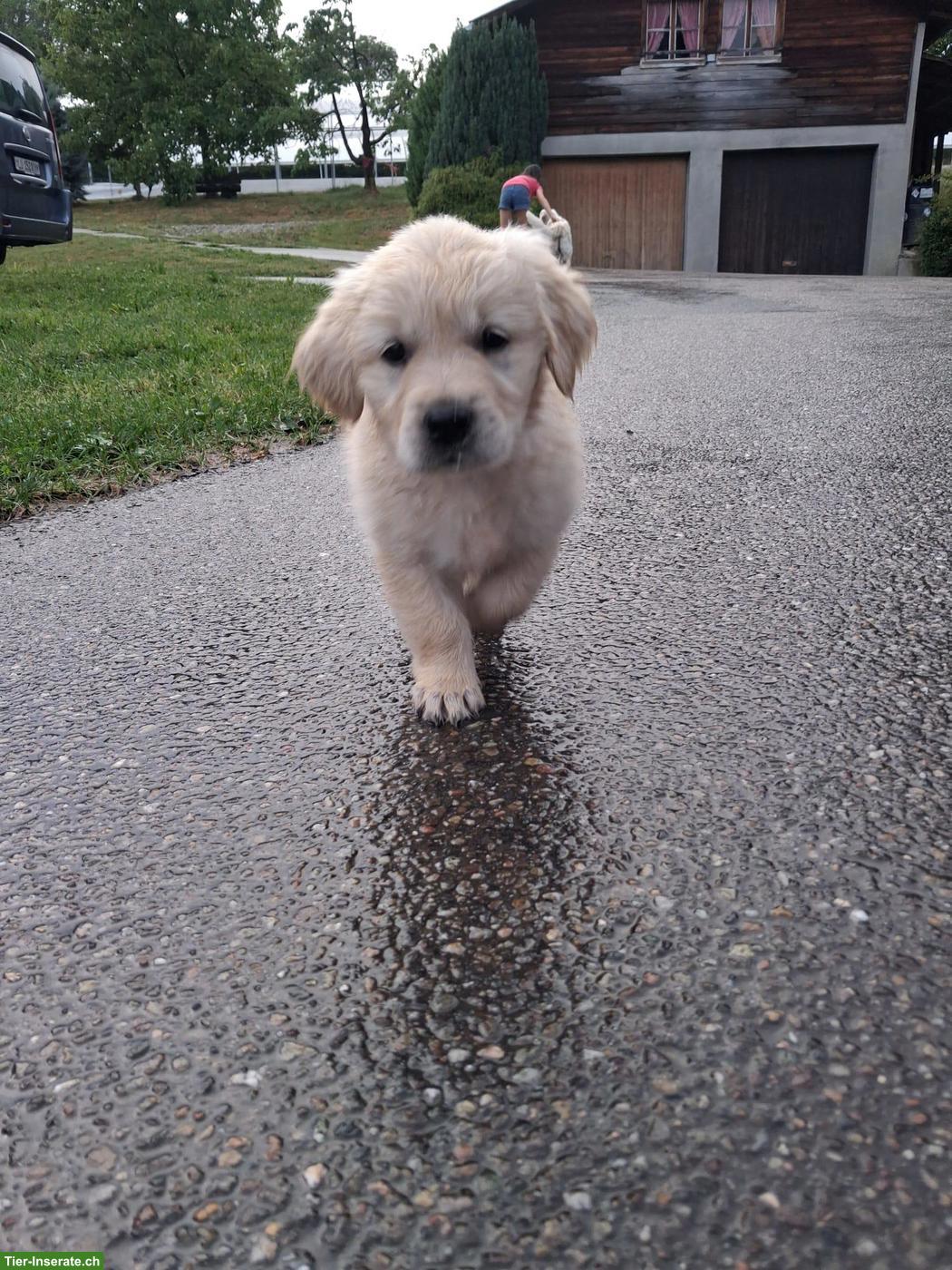 Golden Retriever Welpen zu verkaufen
