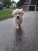Golden Retriever Welpen zu verkaufen