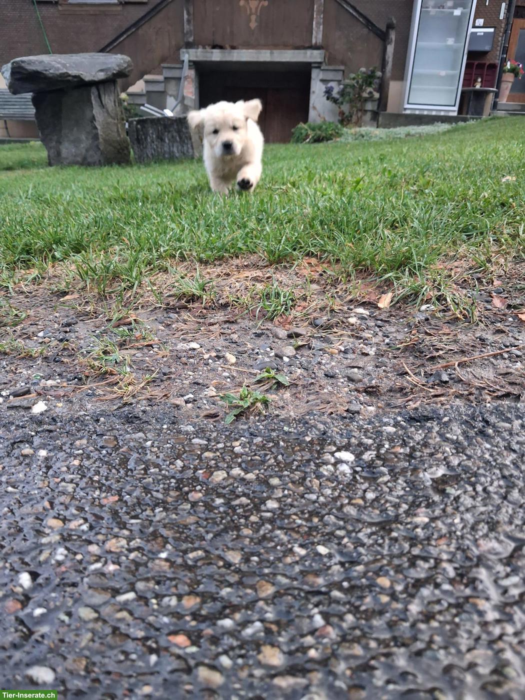 Bild 2: Golden Retriever Welpen zu verkaufen