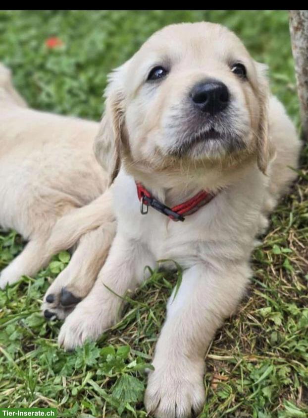 Bild 3: Golden Retriever Welpen zu verkaufen