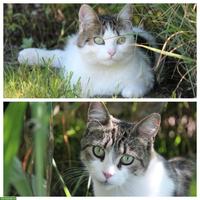 Katzengeschwister, Lovely & Piccolina, doppeltes Glück sucht dich