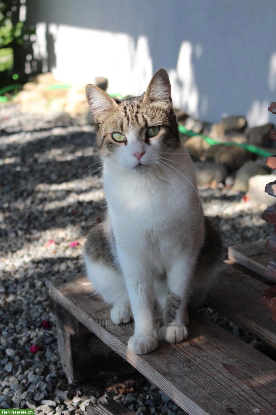 Bild 2: Katzengeschwister, Lovely & Piccolina, doppeltes Glück sucht dich