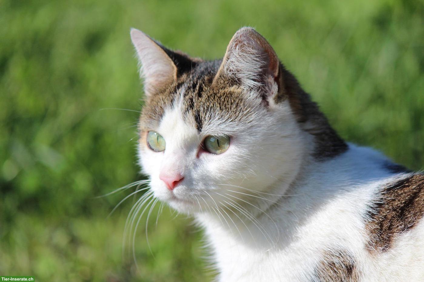 Bild 3: Katzengeschwister, Lovely & Piccolina, doppeltes Glück sucht dich