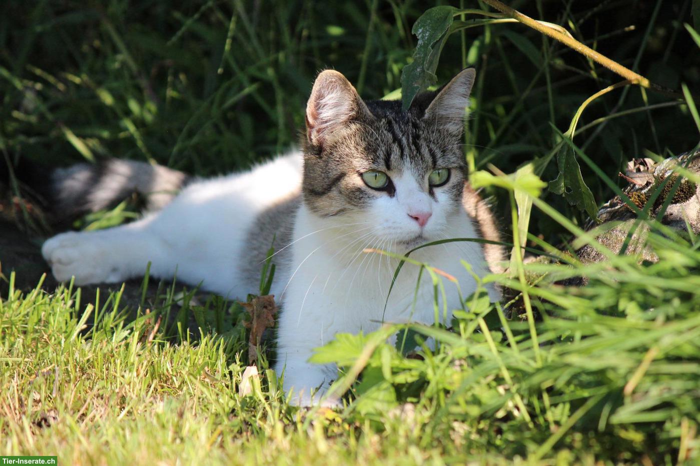 Bild 4: Katzengeschwister, Lovely & Piccolina, doppeltes Glück sucht dich