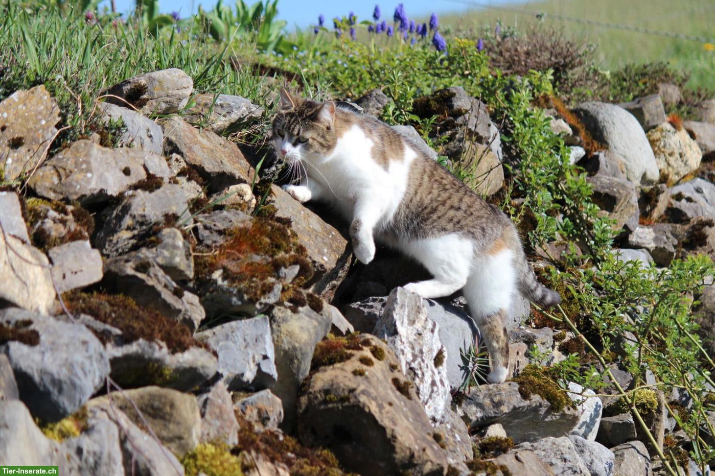 Bild 5: Katzengeschwister, Lovely & Piccolina, doppeltes Glück sucht dich