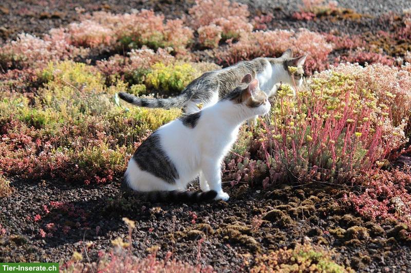 Bild 6: Katzengeschwister, Lovely & Piccolina, doppeltes Glück sucht dich