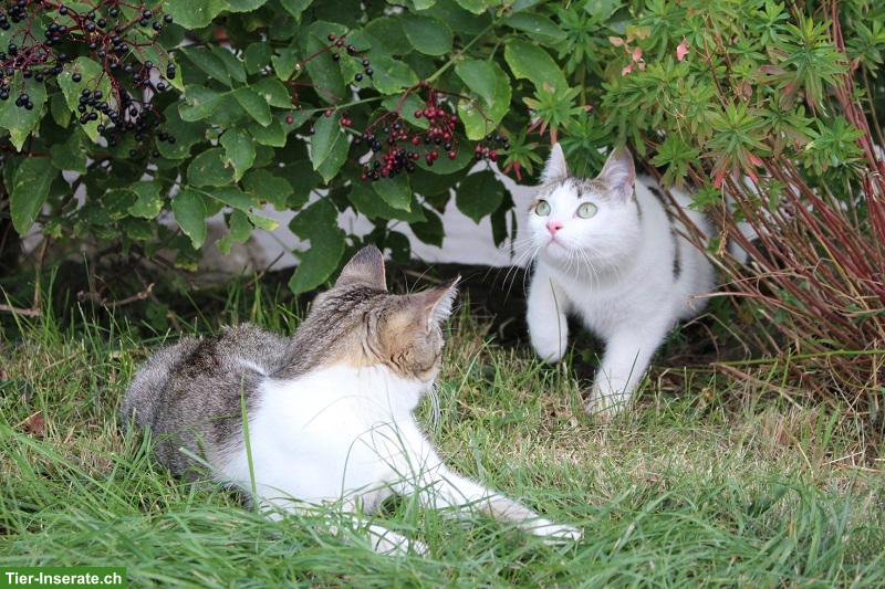Bild 7: Katzengeschwister, Lovely & Piccolina, doppeltes Glück sucht dich
