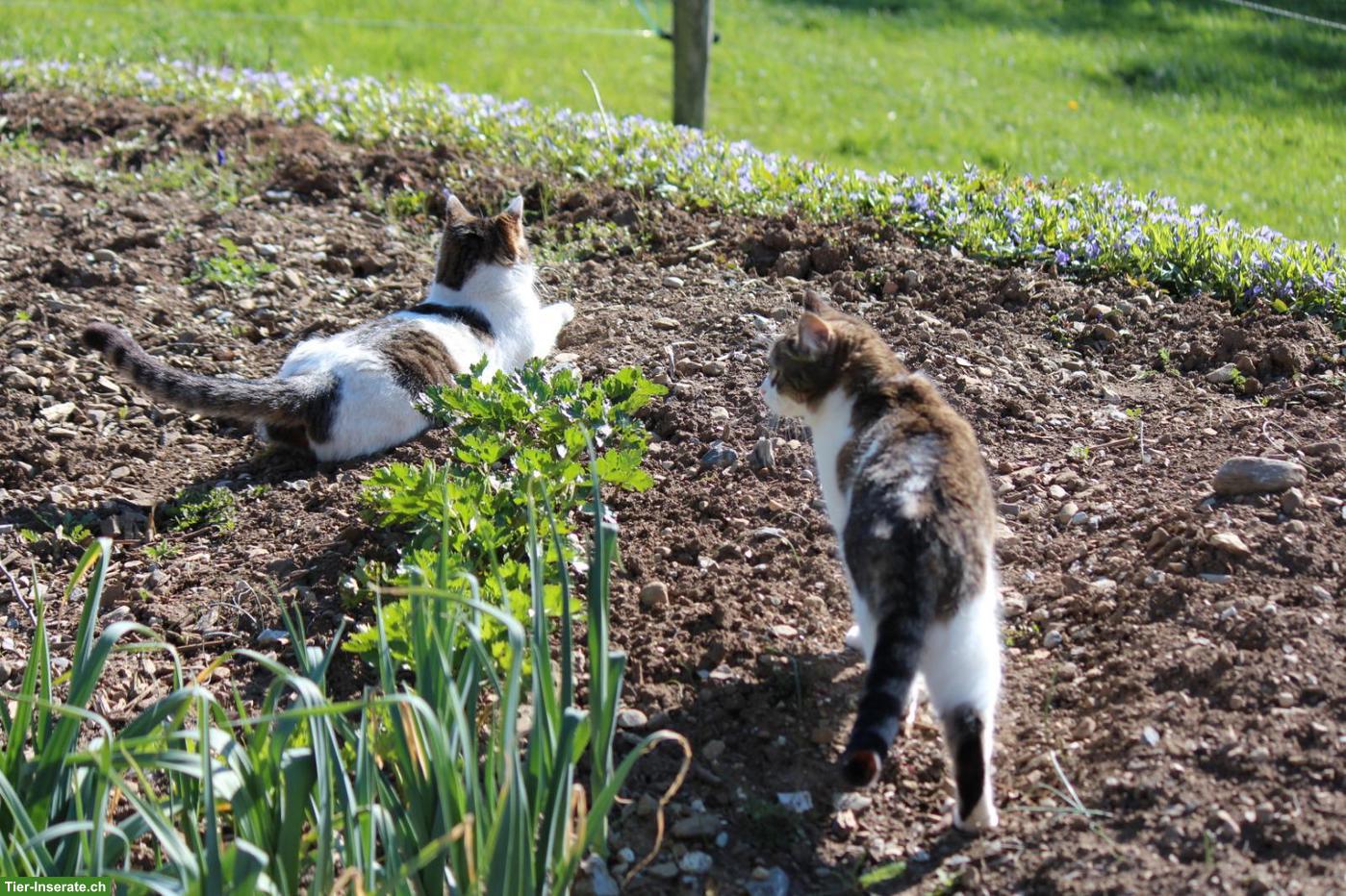 Bild 8: Katzengeschwister, Lovely & Piccolina, doppeltes Glück sucht dich