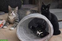 Katzen Trio: Chanel, Longolino und Elioth