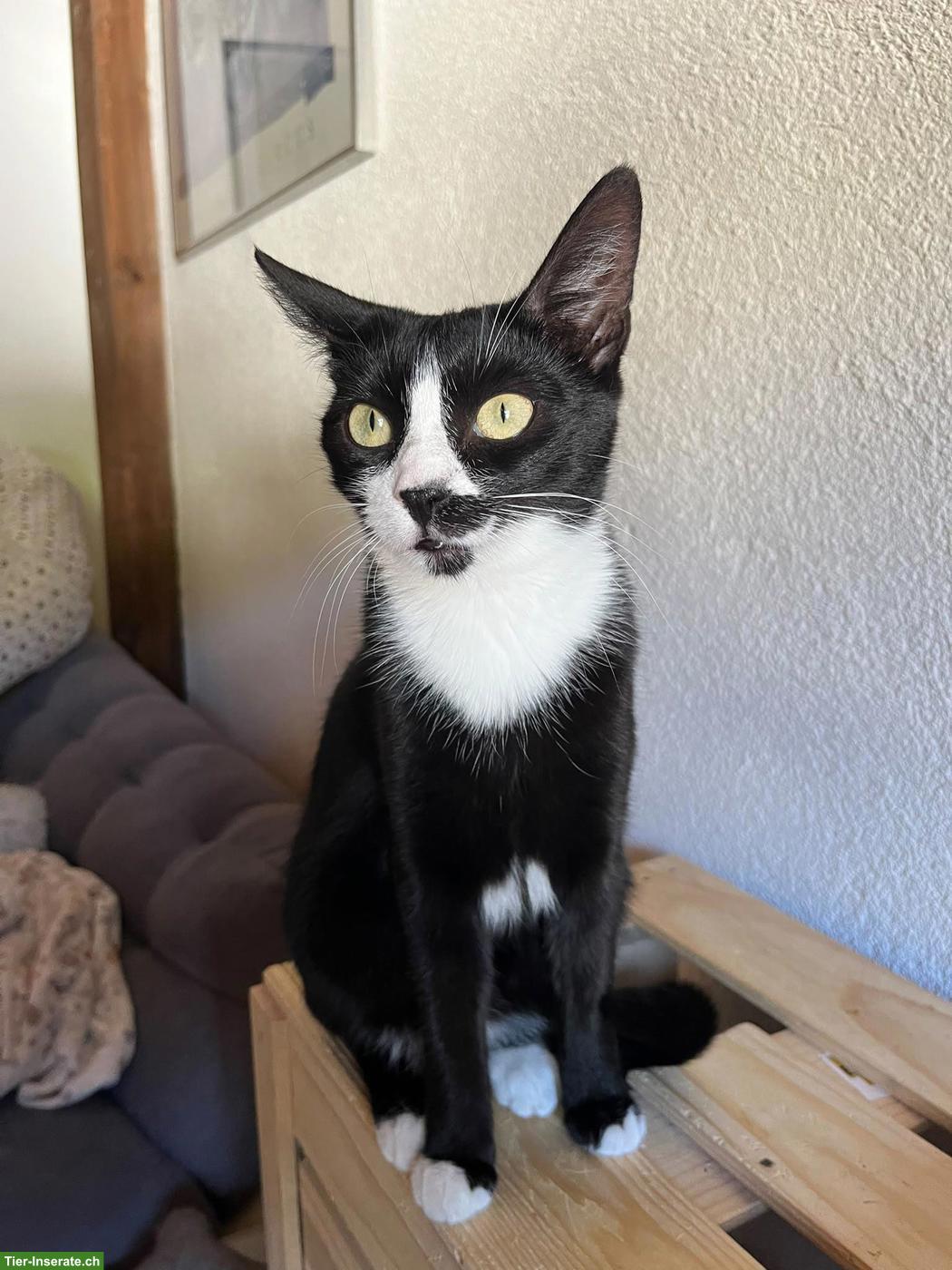 Bild 2: Katzen Trio: Chanel, Longolino und Elioth