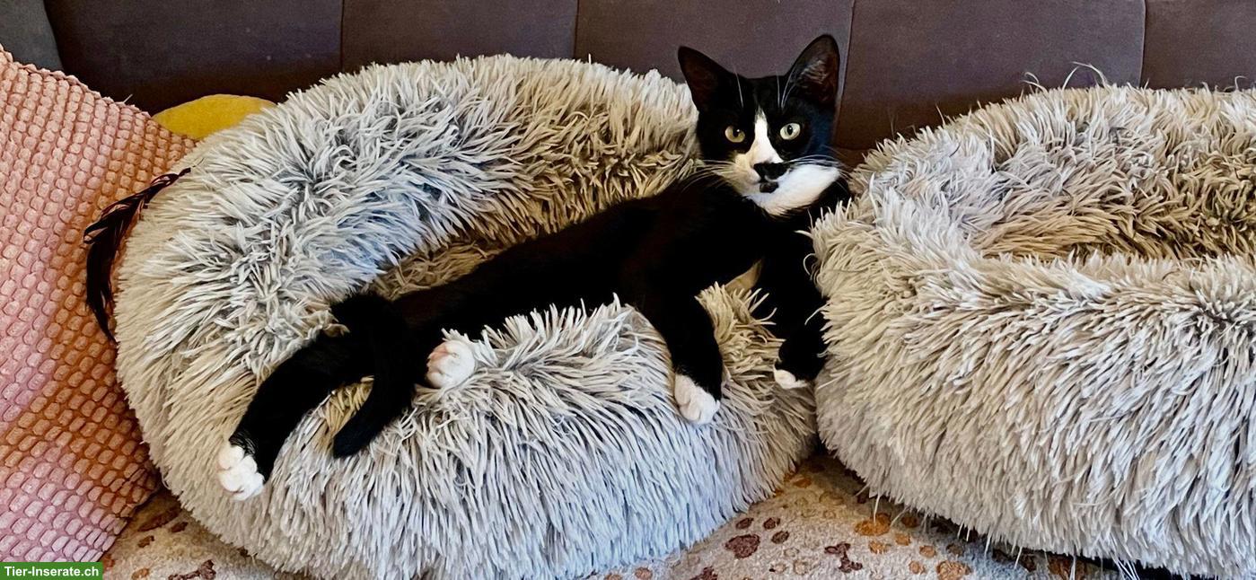 Bild 3: Katzen Trio: Chanel, Longolino und Elioth