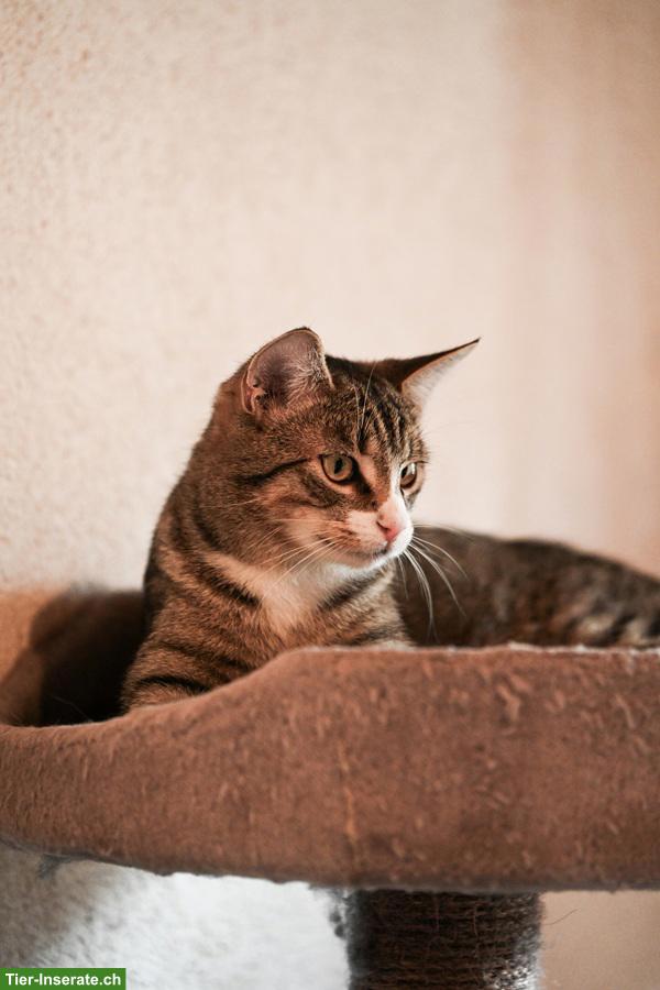 Bild 5: Katzen Trio: Chanel, Longolino und Elioth