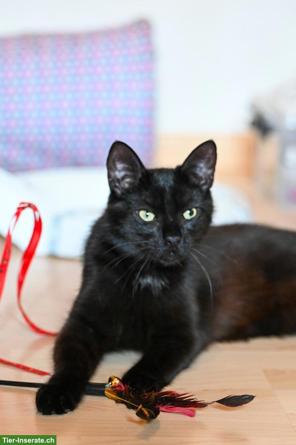 Bild 6: Katzen Trio: Chanel, Longolino und Elioth