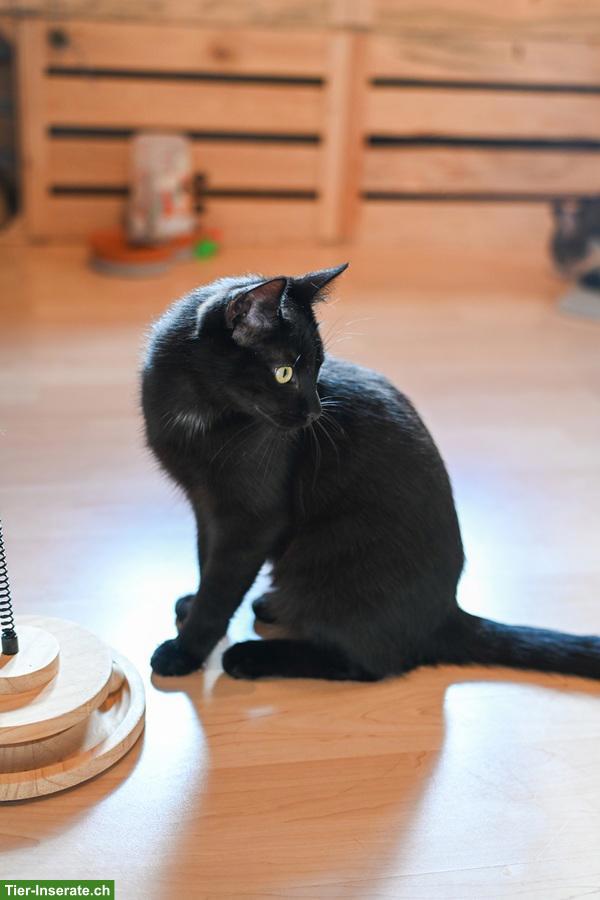 Bild 7: Katzen Trio: Chanel, Longolino und Elioth