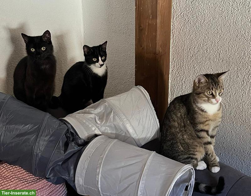 Bild 8: Katzen Trio: Chanel, Longolino und Elioth