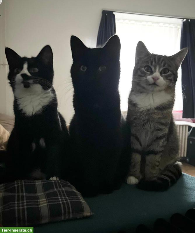 Bild 9: Katzen Trio: Chanel, Longolino und Elioth