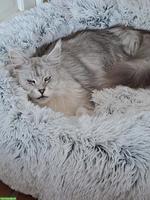 Maine Coon Katze Blue Silver