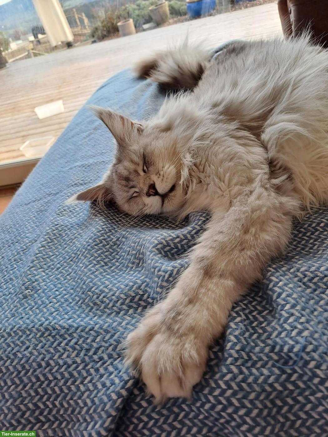 Bild 2: Maine Coon Katze Blue Silver