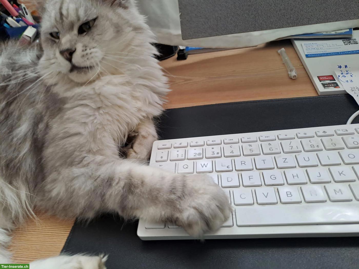 Bild 3: Maine Coon Katze Blue Silver