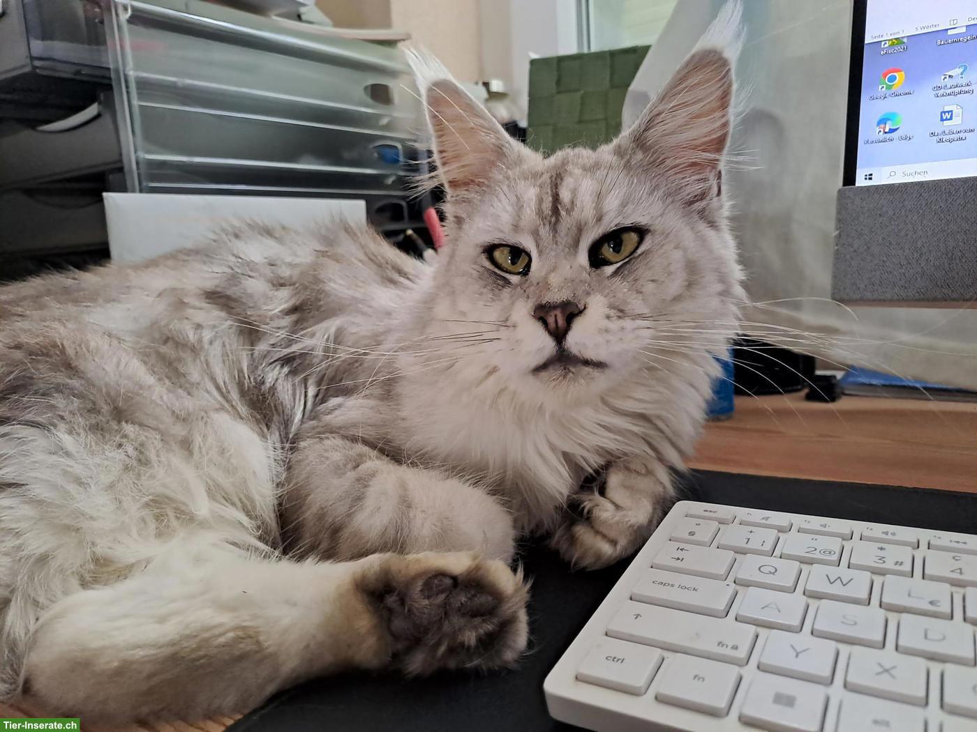 Bild 4: Maine Coon Katze Blue Silver
