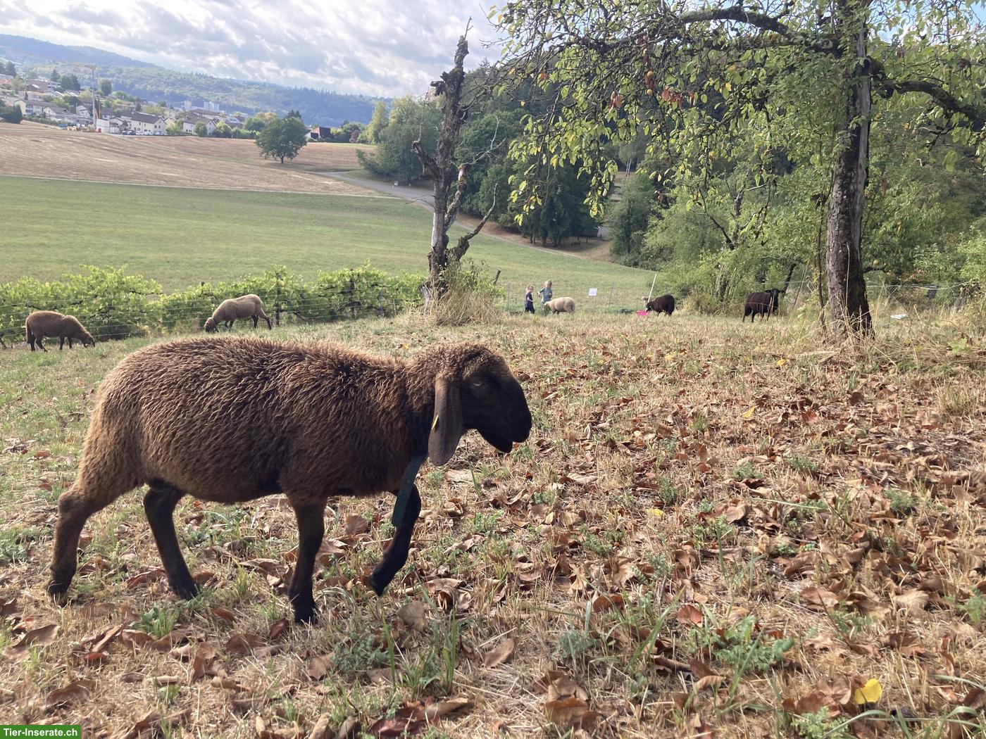 Bild 2: Engadiner Bergschaf Pro Specie Rara