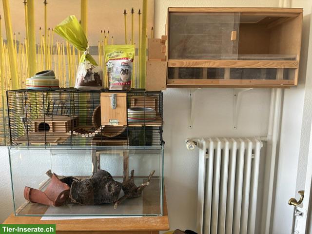 Rennmaus-Terrarium für 2 Rennmäuse
