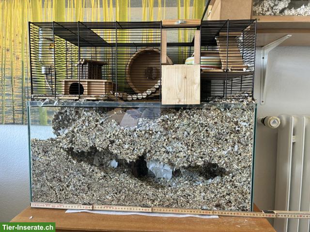 Bild 2: Rennmaus-Terrarium für 2 Rennmäuse