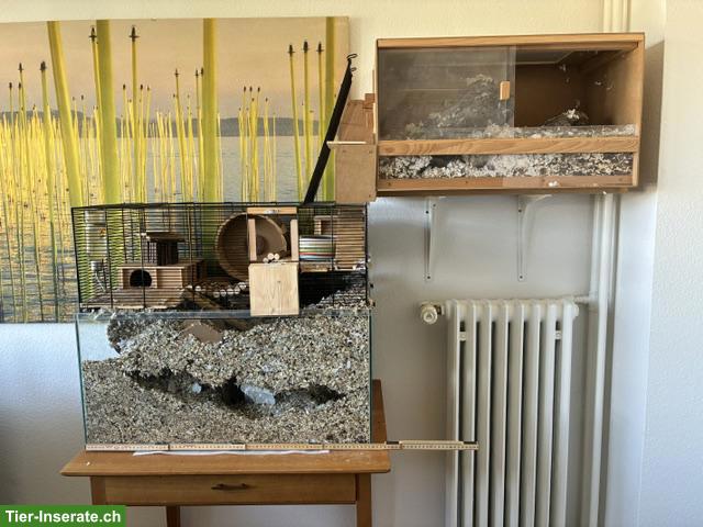 Bild 3: Rennmaus-Terrarium für 2 Rennmäuse