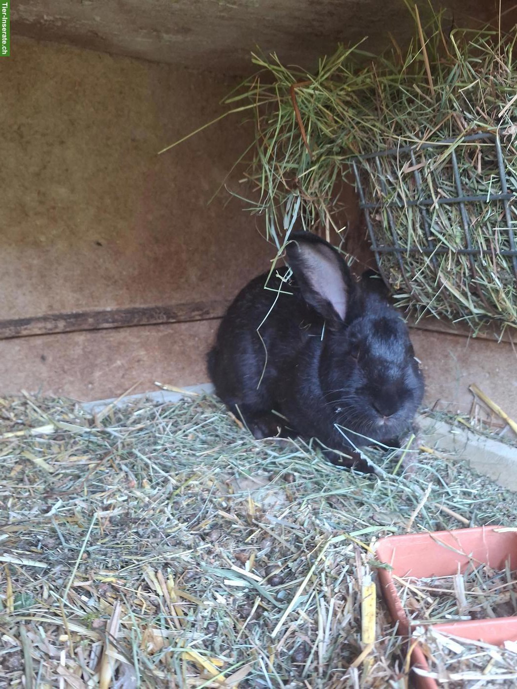 Kaninchen zu verkaufen