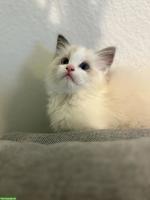 Wunderschöne Ragdoll Kitten