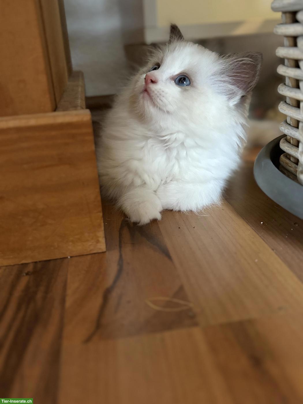 Bild 2: Wunderschöne Ragdoll Kitten