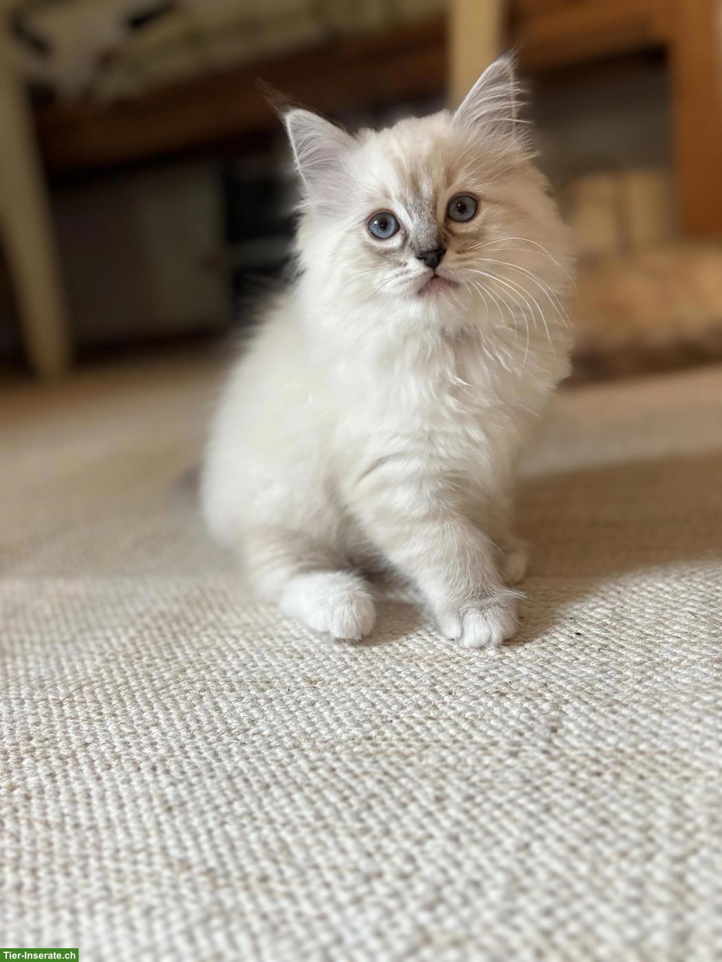 Bild 3: Wunderschöne Ragdoll Kitten