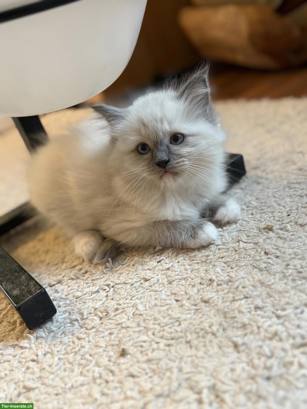 Bild 4: Wunderschöne Ragdoll Kitten