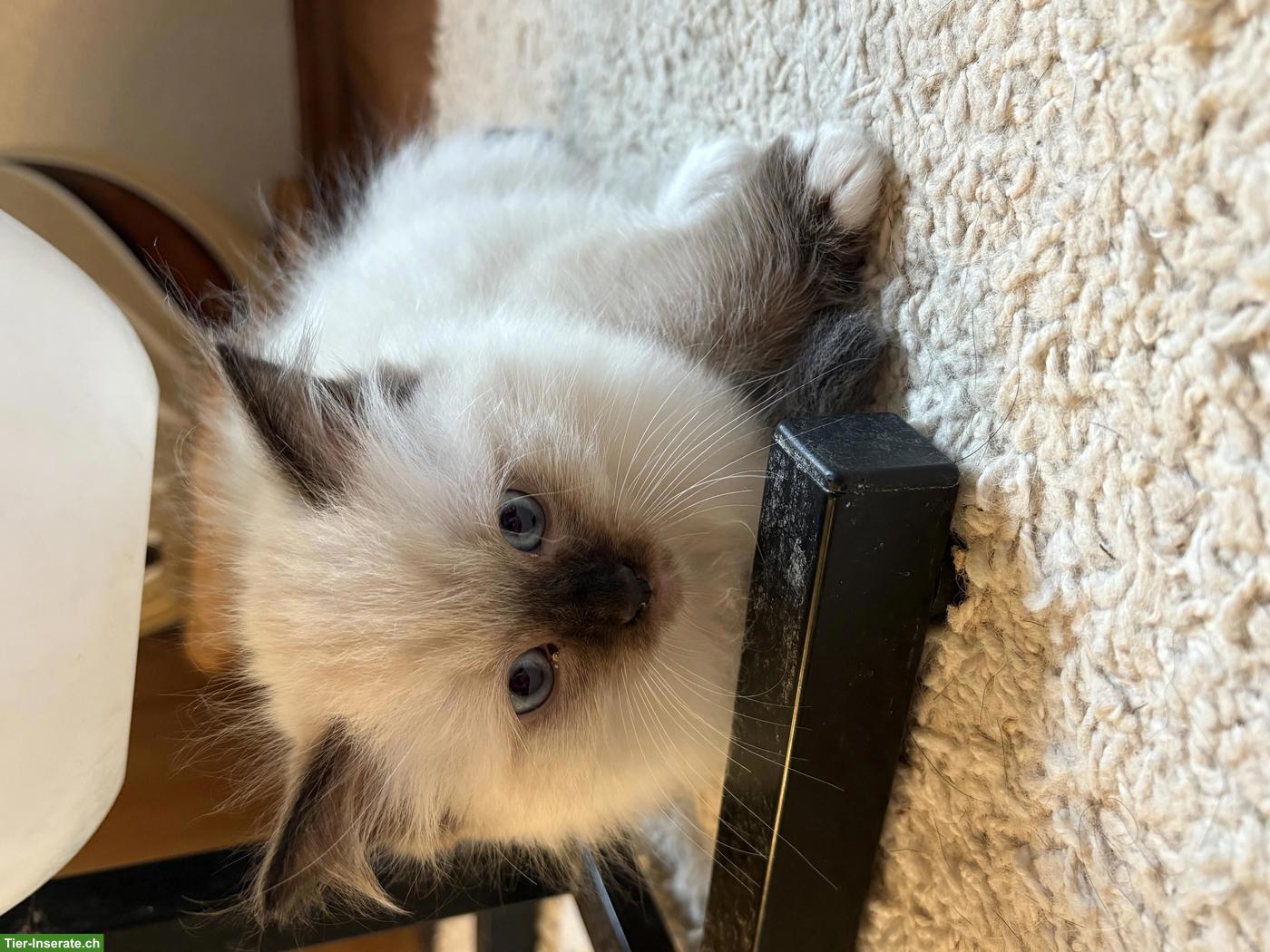 Bild 5: Wunderschöne Ragdoll Kitten