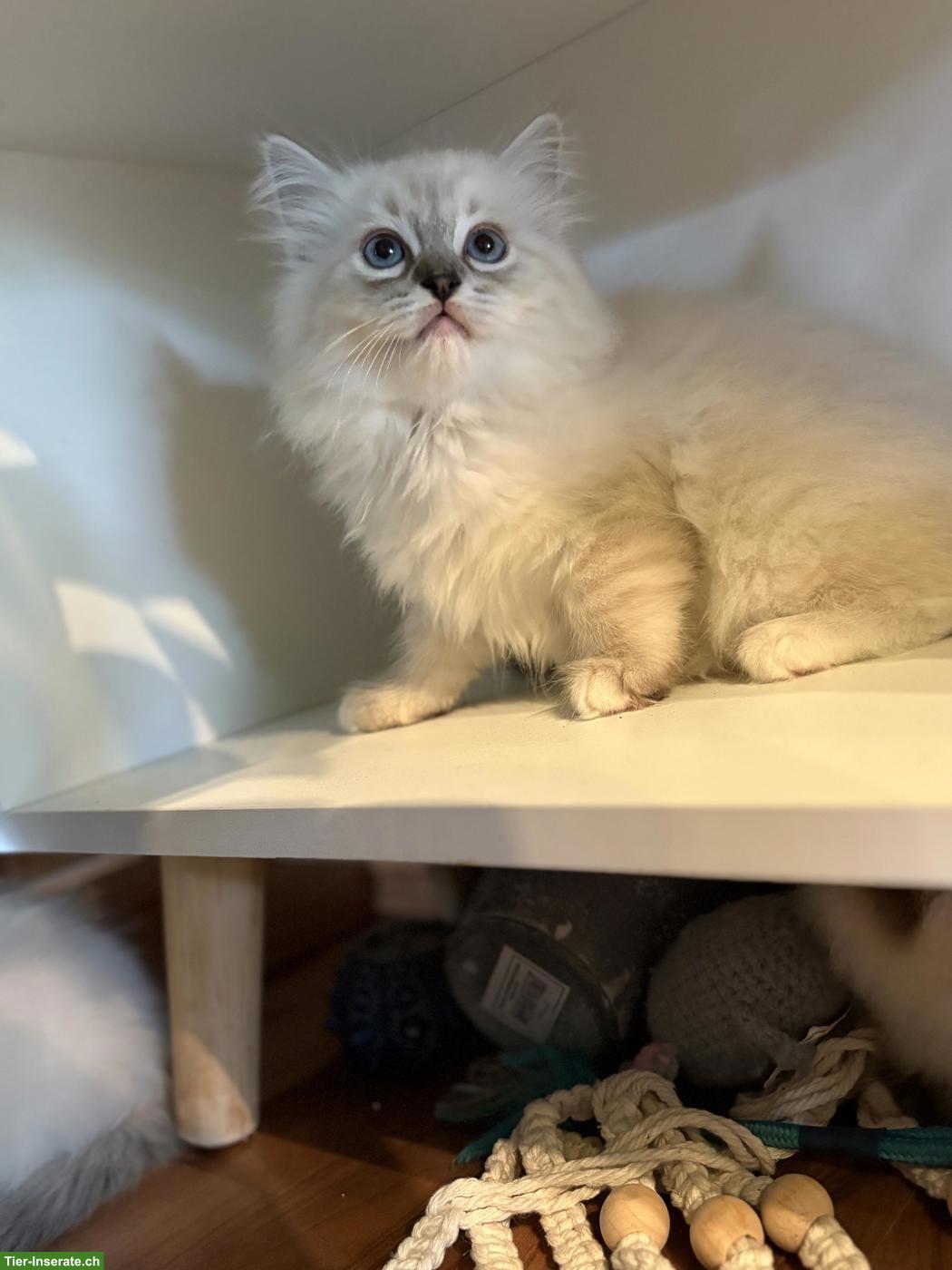 Bild 6: Wunderschöne Ragdoll Kitten