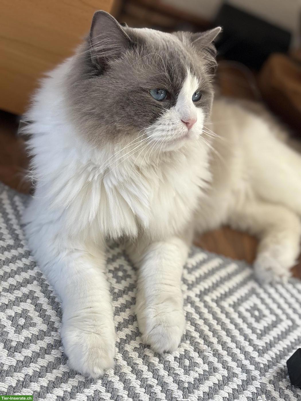 Bild 7: Wunderschöne Ragdoll Kitten