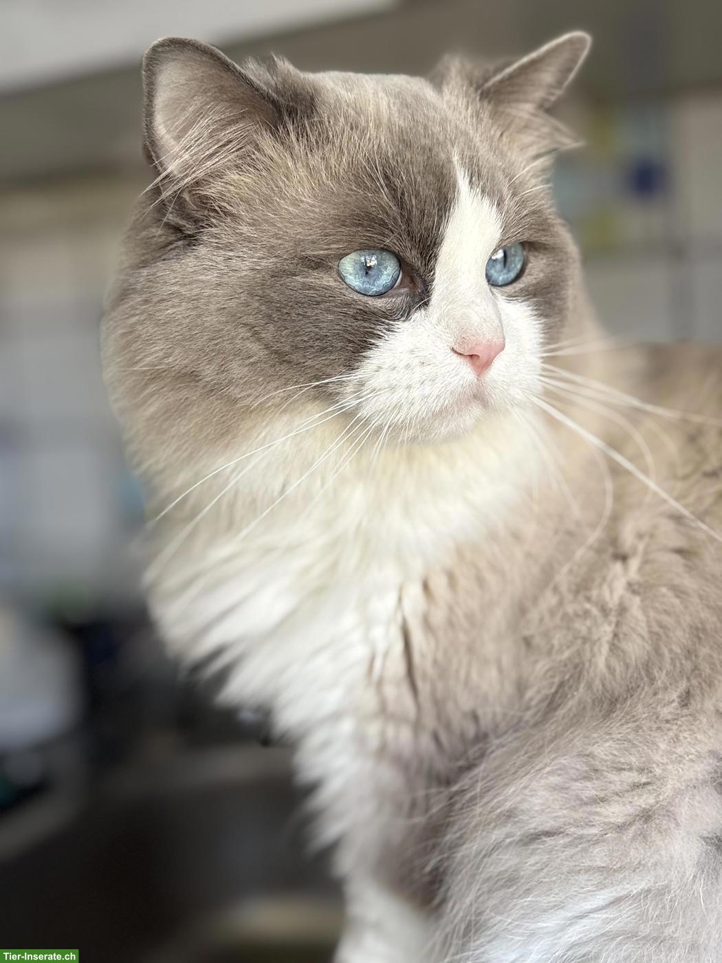 Bild 8: Wunderschöne Ragdoll Kitten