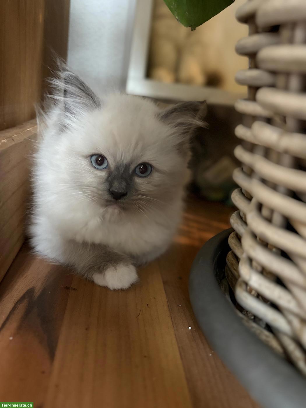 Bild 9: Wunderschöne Ragdoll Kitten