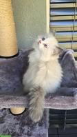 3 wunderschöne reinrassige Ragdoll Kitten mit Show-Potenzial