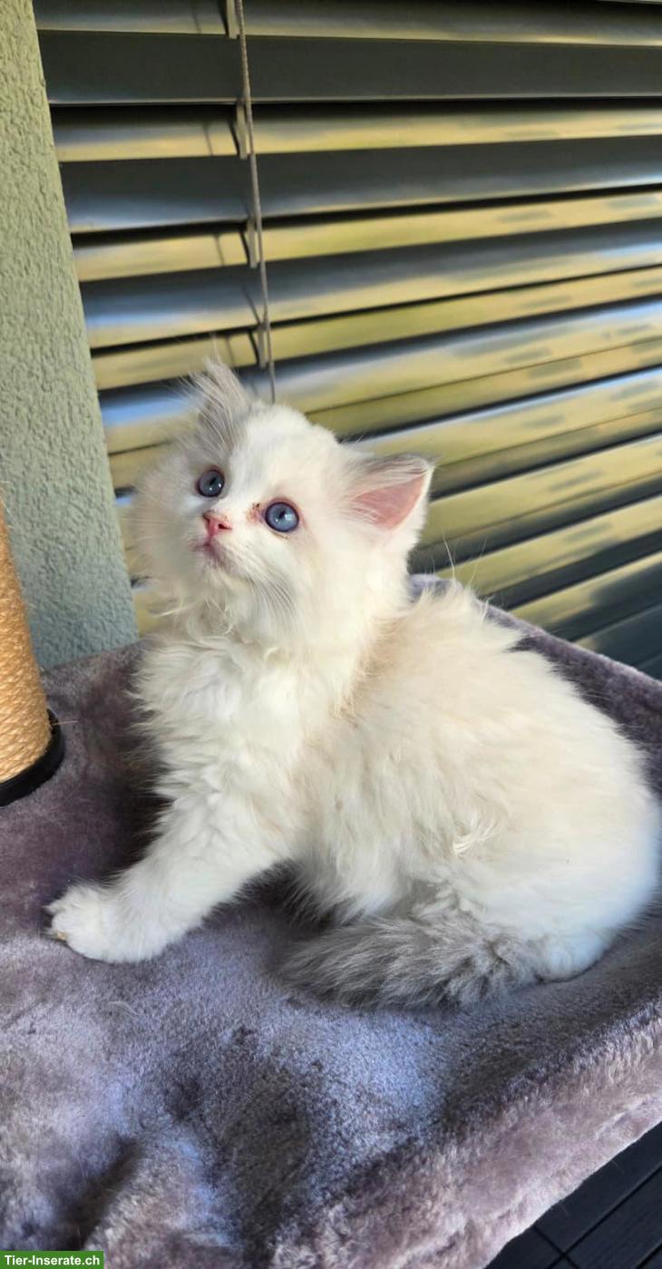 Bild 2: 3 wunderschöne reinrassige Ragdoll Kitten mit Show-Potenzial