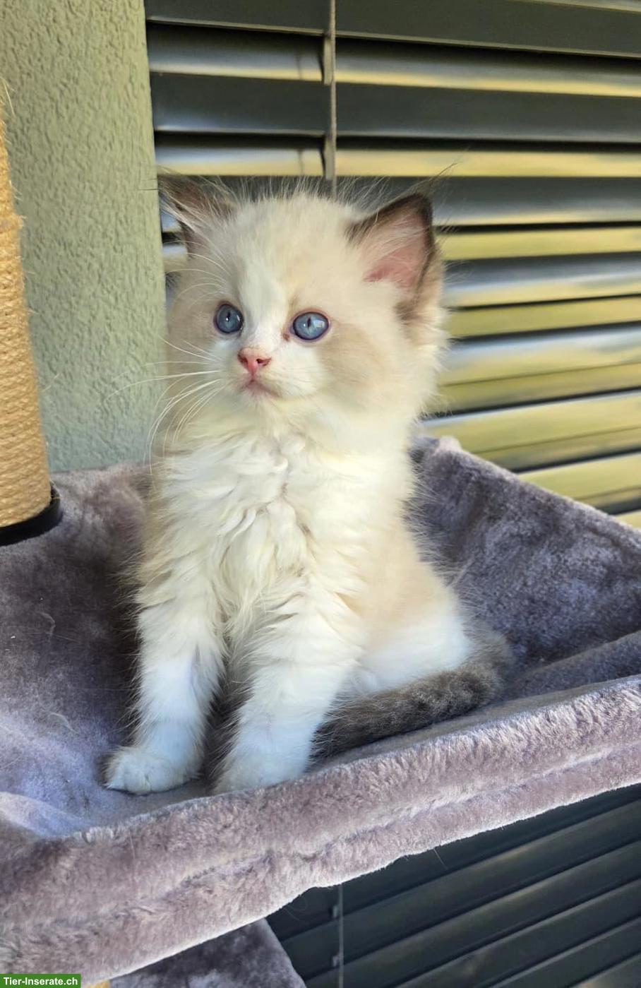 Bild 3: 3 wunderschöne reinrassige Ragdoll Kitten mit Show-Potenzial