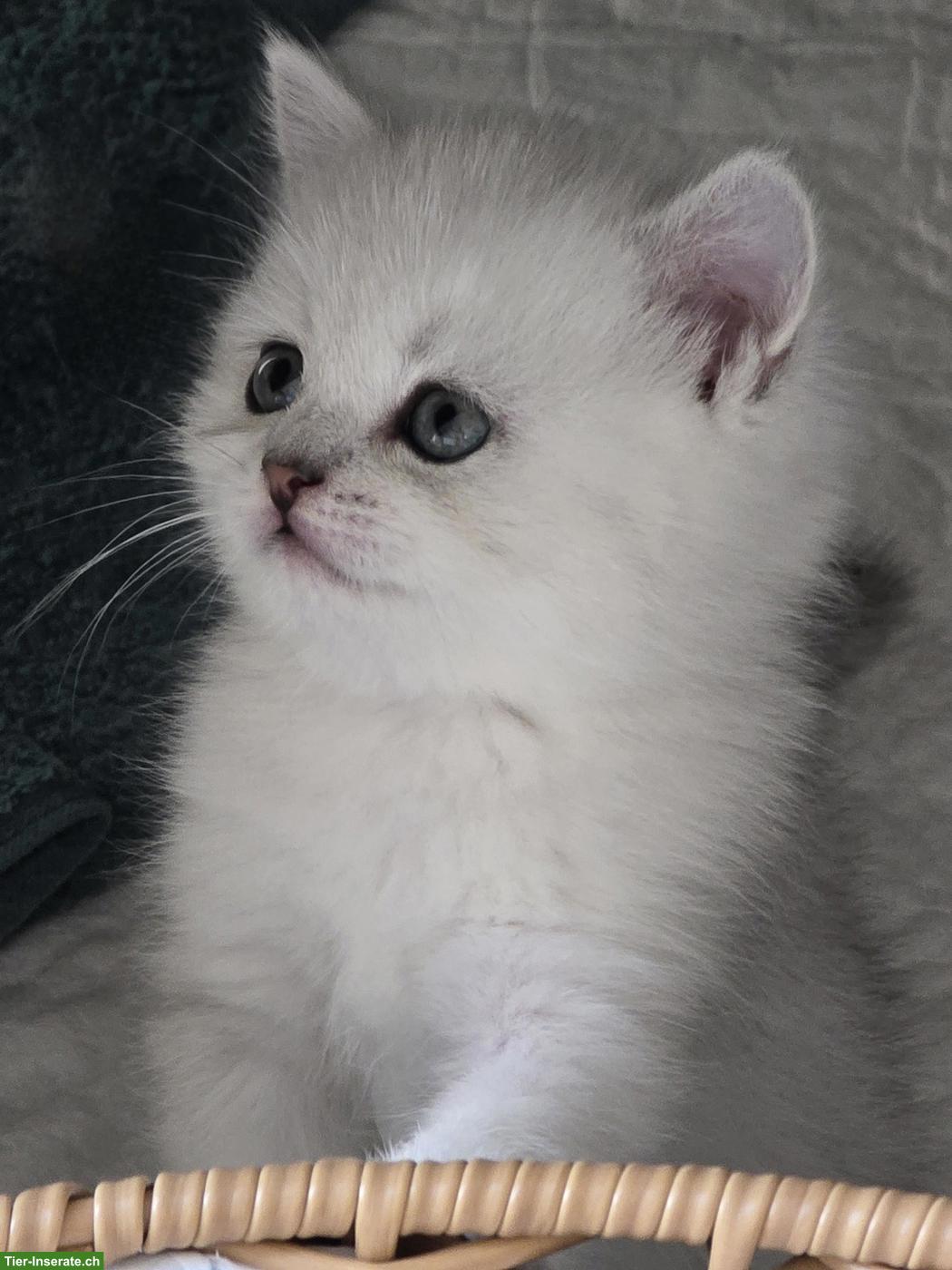 Zauberhafte BKH, BLH Kitten Silver-Chinchilla