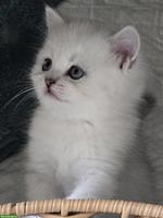 Zauberhafte BKH, BLH Kitten Silver-Chinchilla