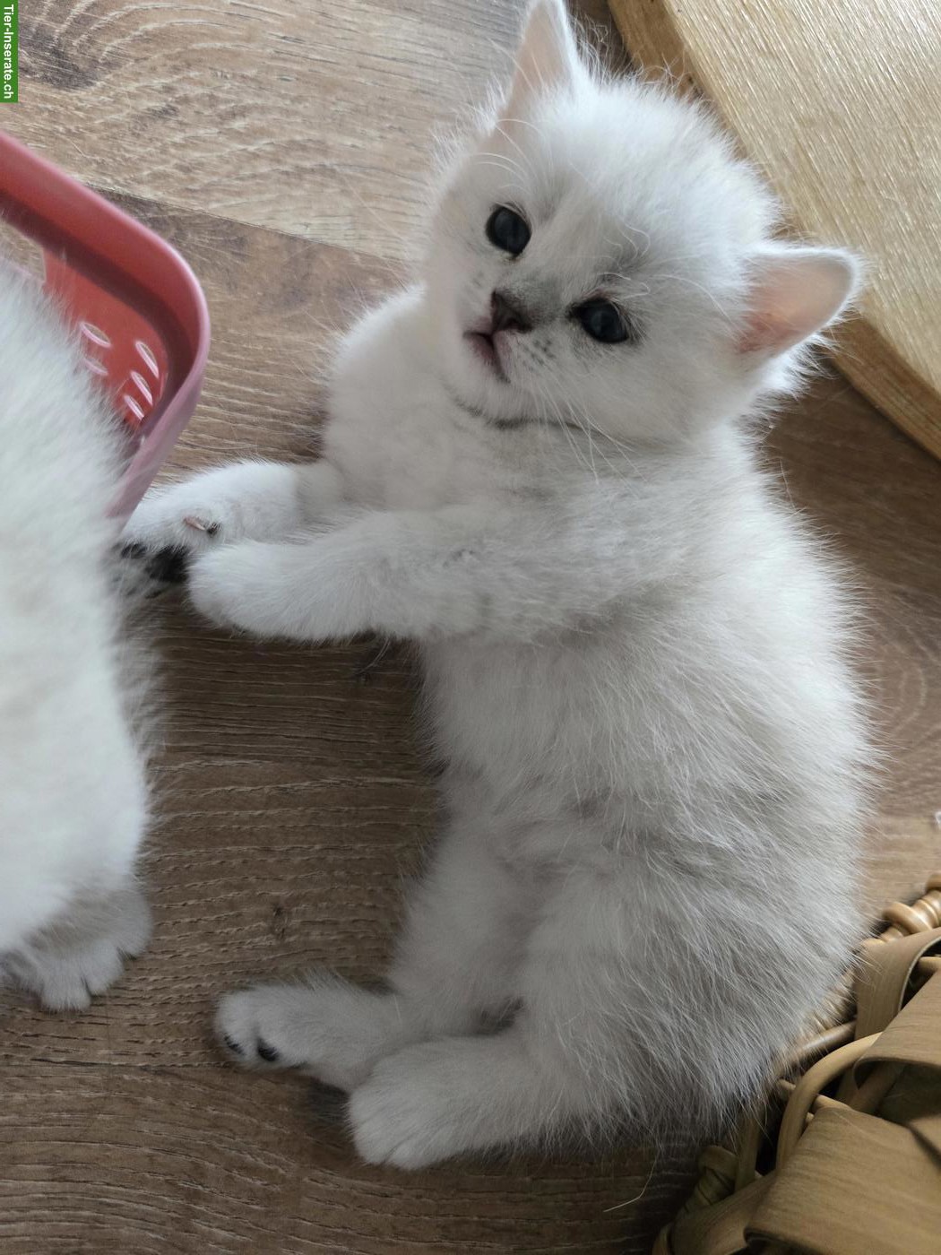 Bild 10: Zauberhafte BKH, BLH Kitten Silver-Chinchilla
