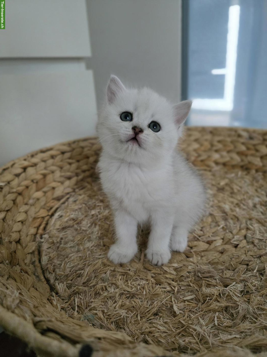 Bild 2: Zauberhafte BKH, BLH Kitten Silver-Chinchilla