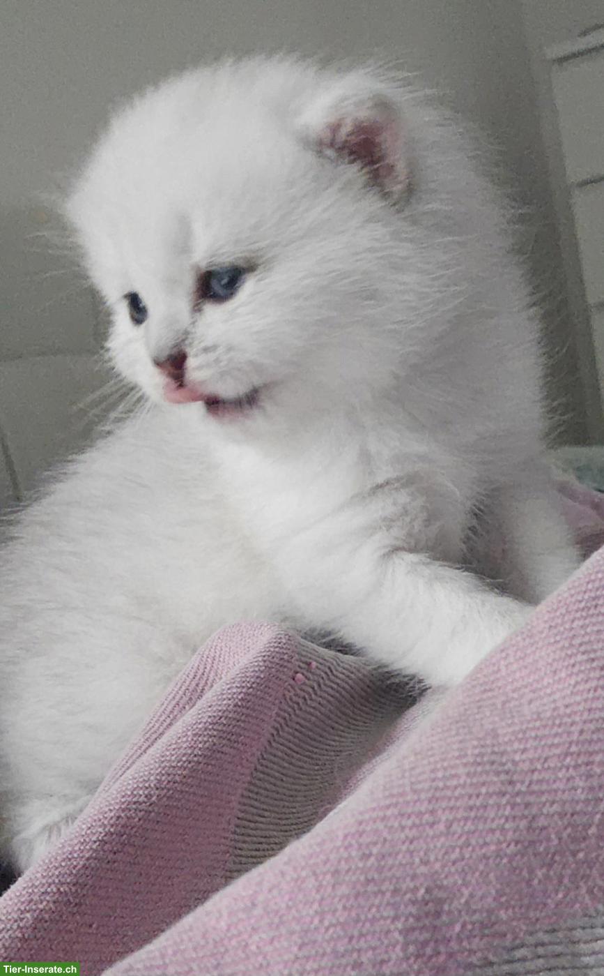 Bild 3: Zauberhafte BKH, BLH Kitten Silver-Chinchilla