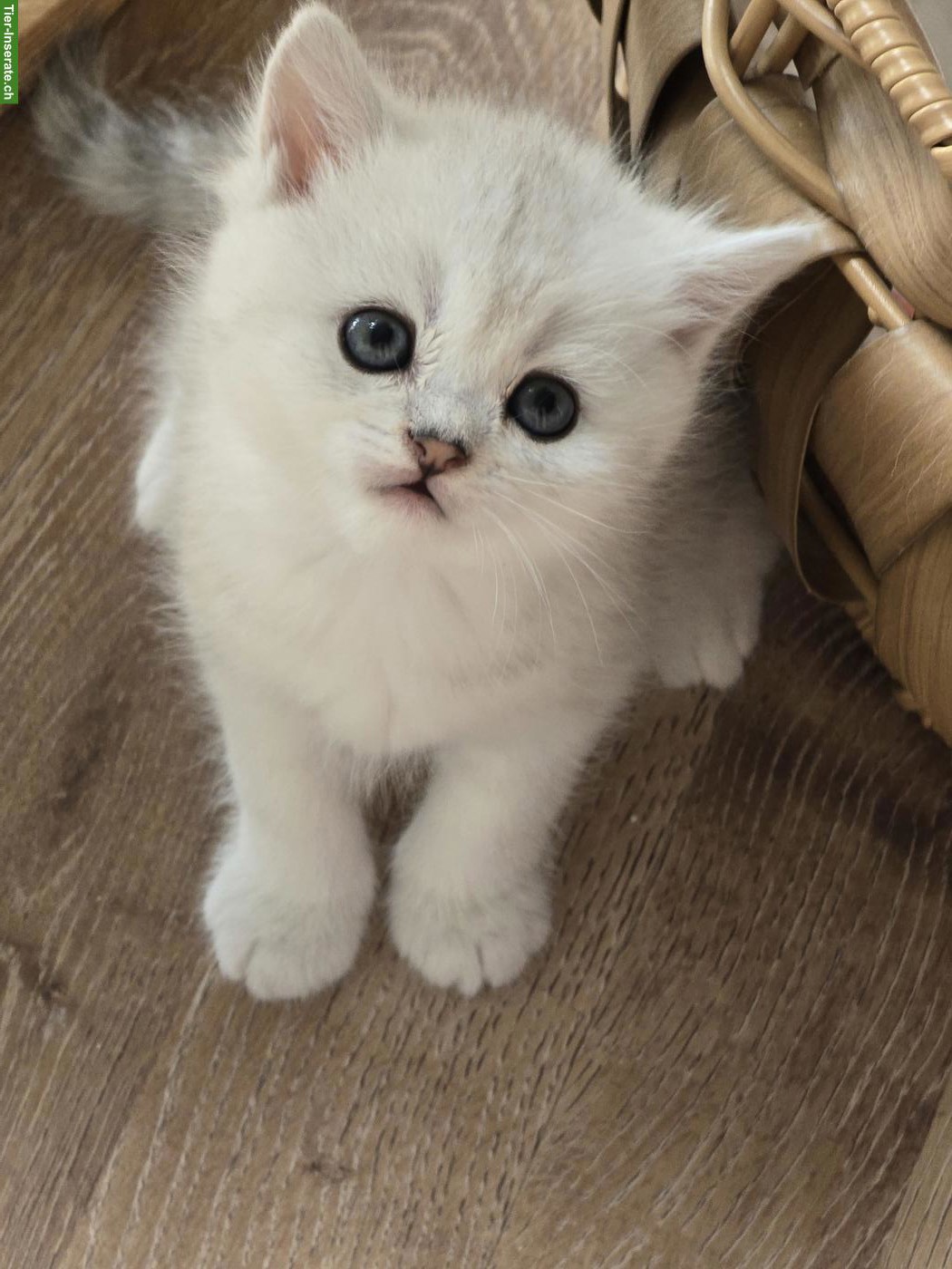 Bild 4: Zauberhafte BKH, BLH Kitten Silver-Chinchilla
