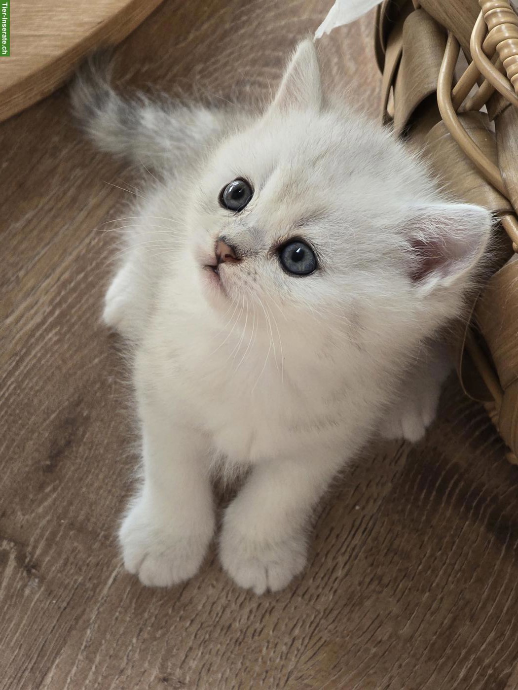 Bild 5: Zauberhafte BKH, BLH Kitten Silver-Chinchilla